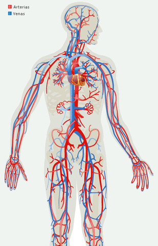 Circulación Sanguínea