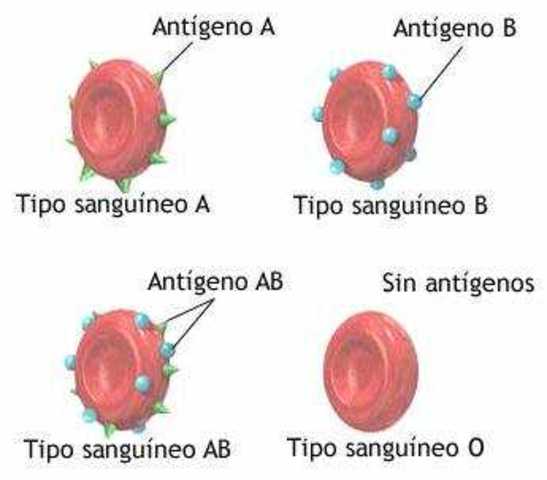GRUPOS SANGRUÍNEOS (DESCUBRIMIENTO)
