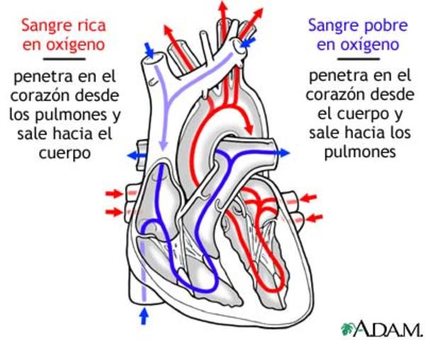 Circulacion de la sangre