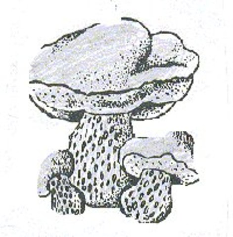 determinacion del reino de los hongos