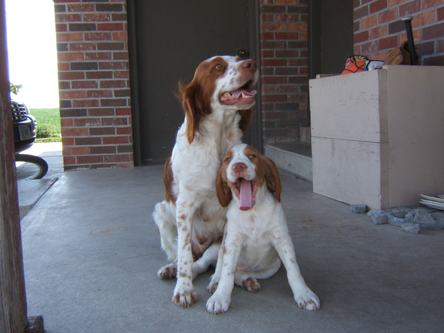 Got my first dog, Babe