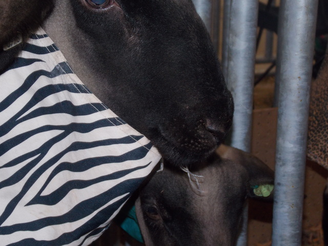 show my favorite lamb buddy