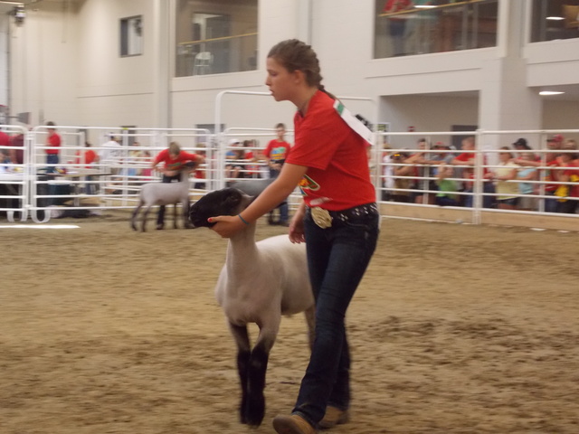first time showing in 4-H