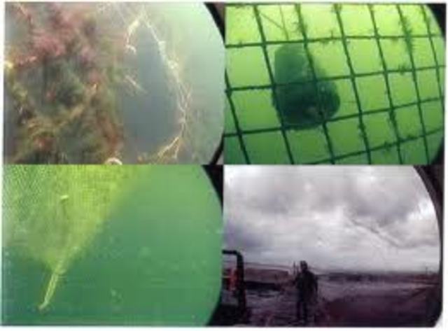 hecho ambiental del 2011