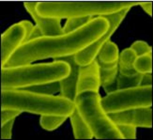 existencia de los  primeros microorganismos