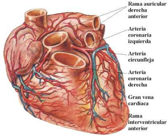 El Ácido Láctico facilita la creación de biomateriales.