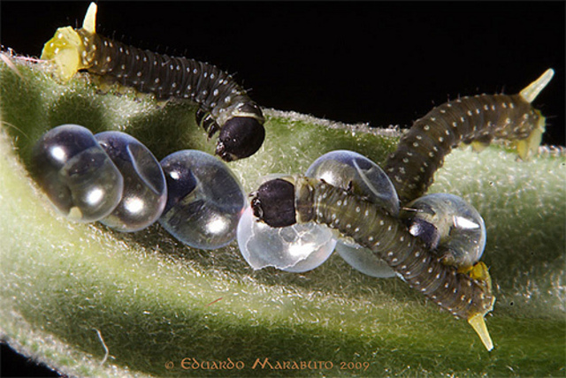 Caterpiller Hatches