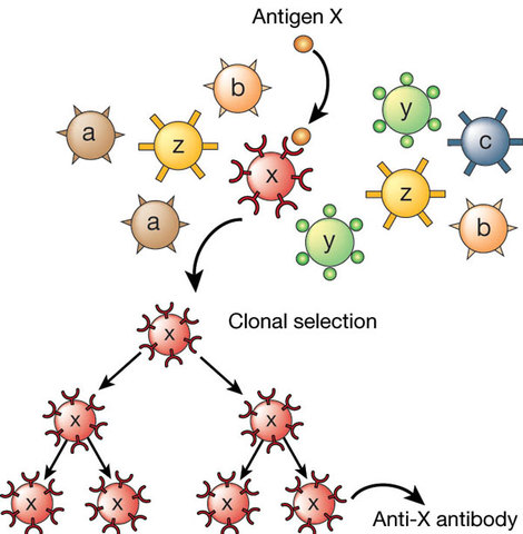 Teoria de la seleccion clonal
