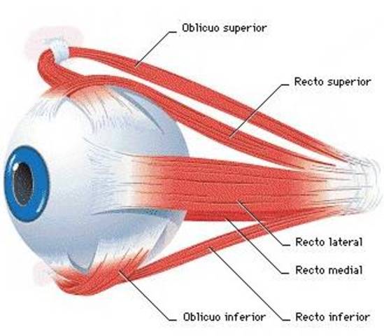 Ingeniería Tisular y reconstrucción del tejido ocular, gracias a la Seda. Biomateriales.