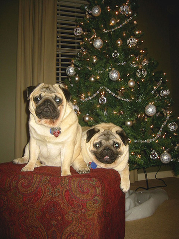 christmas with my bro