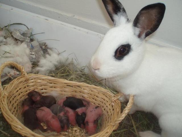 Rabbit is a mother!