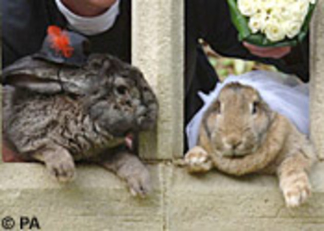 rabbit is now married!!!!!!!!!!!!!!!