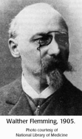 Walter Flemming