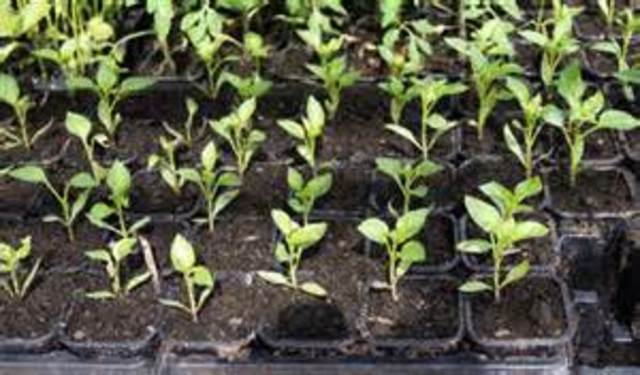 participacion universdad