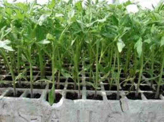 Participación en el encuentro departamental de semilleros de investigación