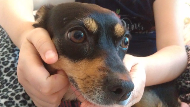 New Dog #2 - Mini Bay