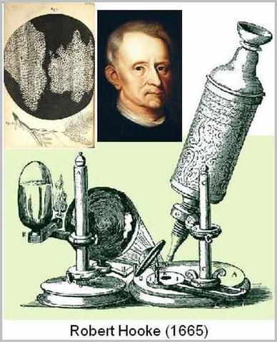 Robert Hooke y la celula