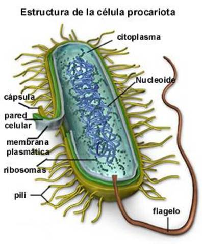 Escherichia coli