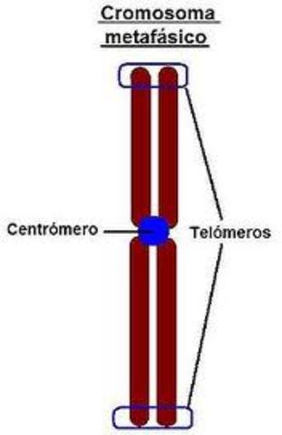 Elizabeth H. Blackumurn, Carol W. Greider y Jack W, Szostak