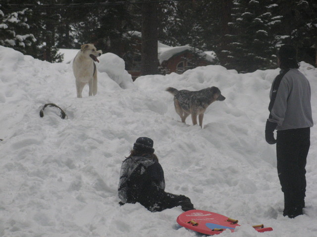 Getting my dog Tyson