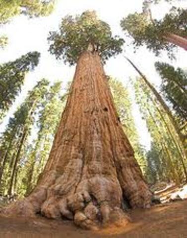 Sequoia National Park founded