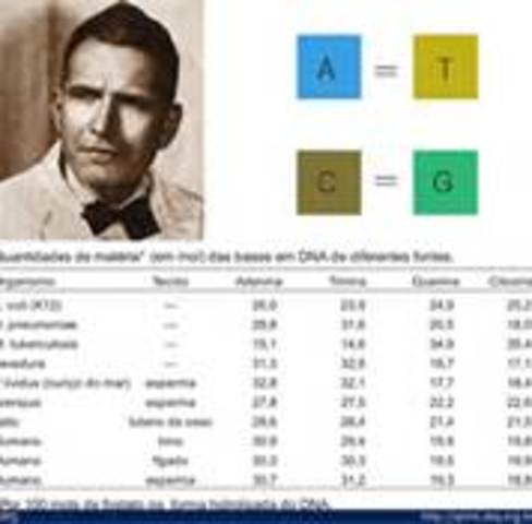 Chargaff's Rule is established