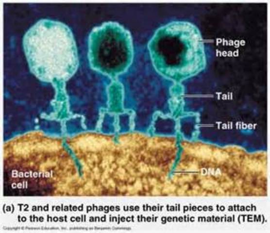 Hershey and Chase confirm DNA is genetic material
