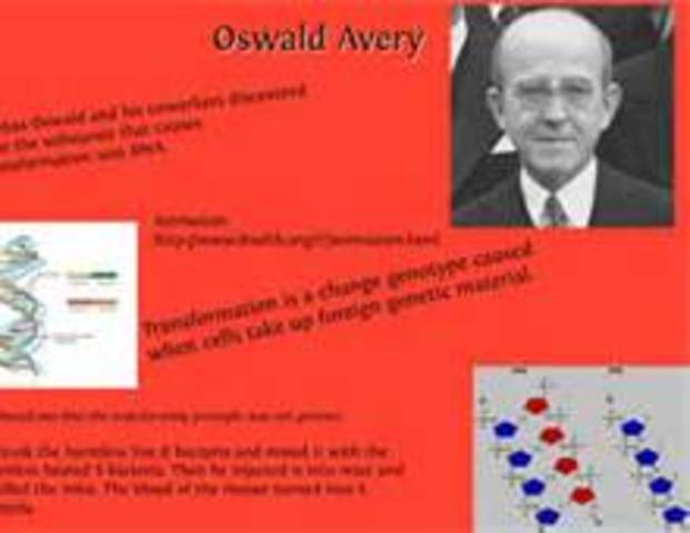 Oswald Avery reforms Griffith's experiment