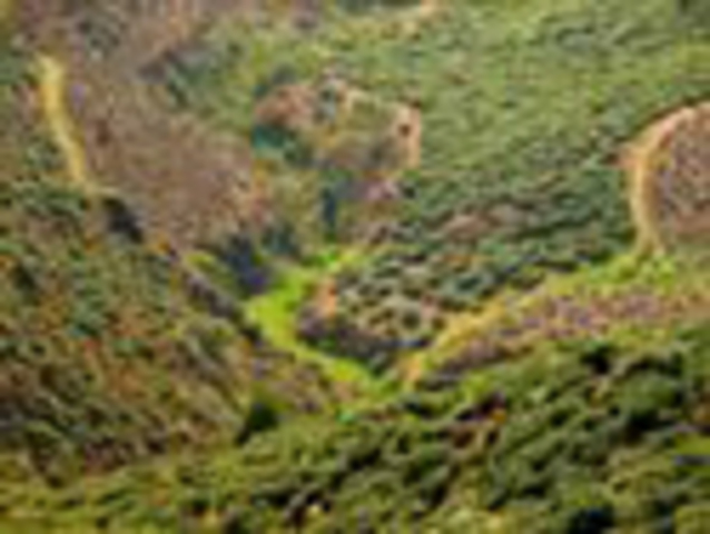 Darjeeling Tea Established