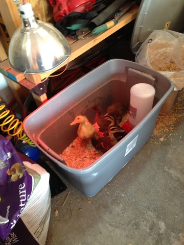 The day they officaly had 30 pets