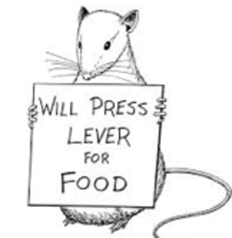 Los estudios de B.F. Skinner