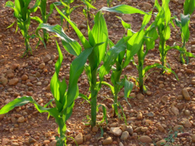 ingenieria agicola   8000 A.C.