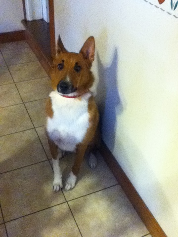 Our first adopted dog!!!!!