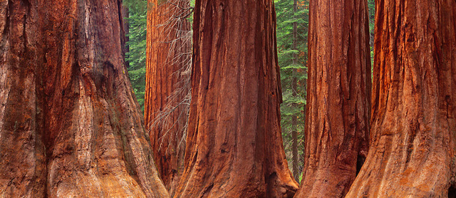 Yosemite and Sequoia National Parks Founded