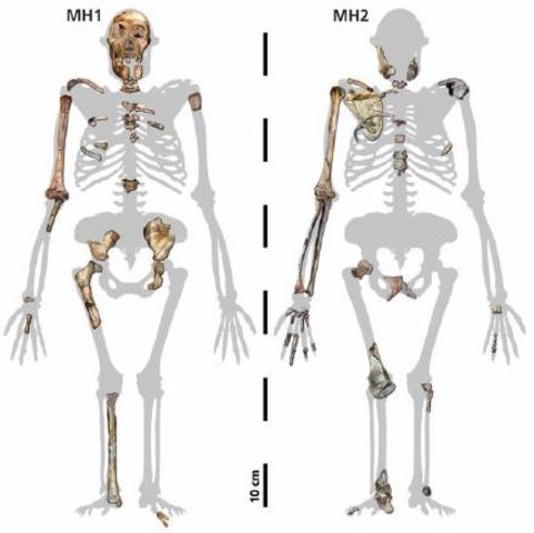 Australopithecines