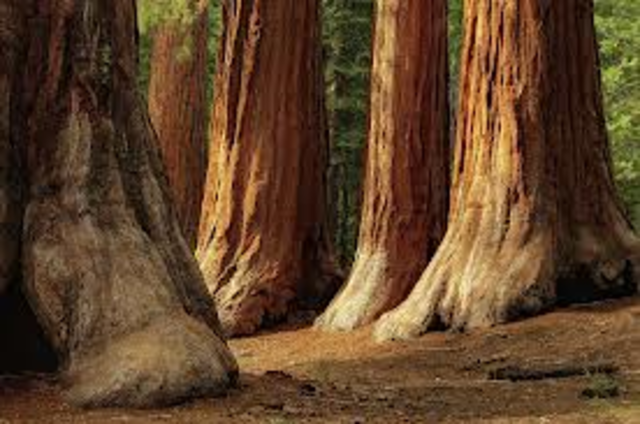 Yosemite and Sequoia National Parks founded
