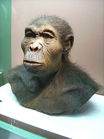 Homo Habilis (Man of Skill)
