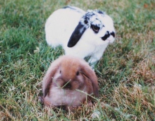 rabbit found it's perfect match!