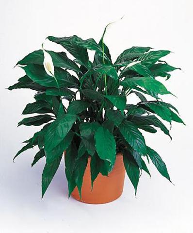 medium plant