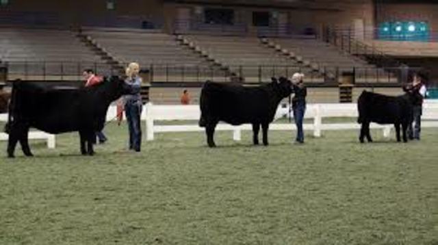 American Royal Livestock Show