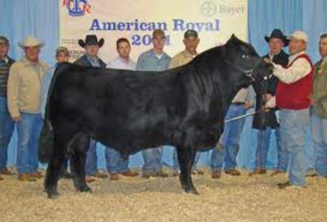 American Royal Livestock