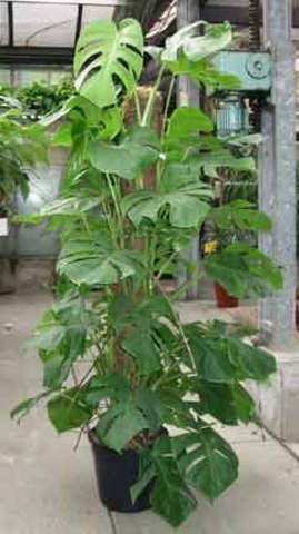 bigger plant