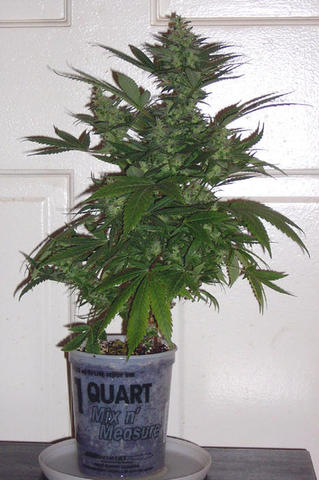 big as it gets plant