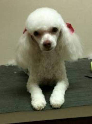 Had to put my dog Pepe to sleep