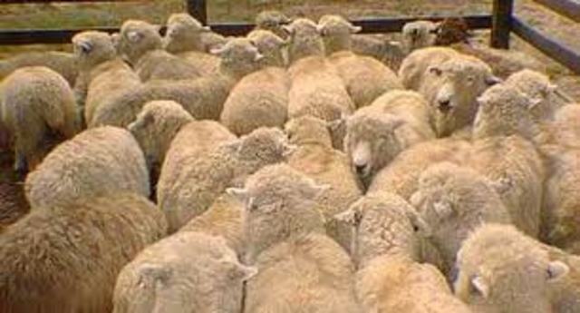 Presencia de abortos Provocados por Clamidias