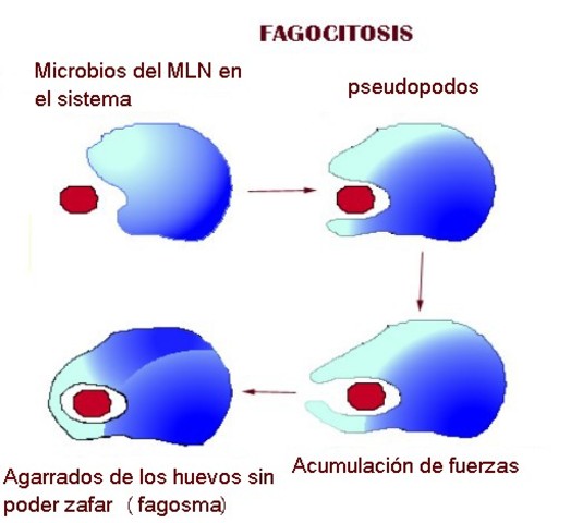 Premio Nobel de Fisiologia y Medicina