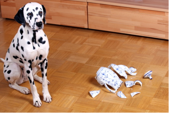 Hundeversicherung vergleichen