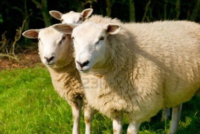 Clamidias por primera vez en España