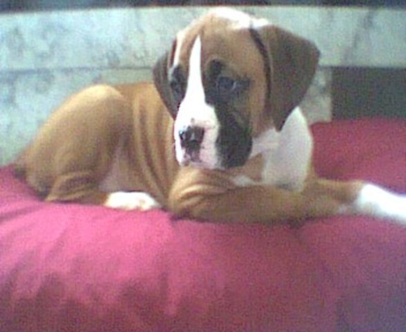 Brought home our 3rd dog, Chi.