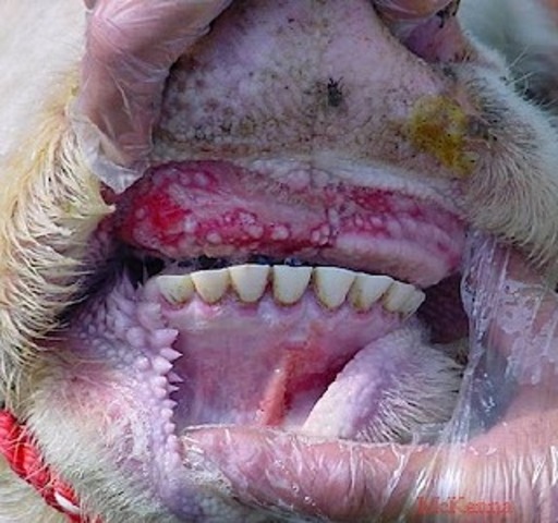 Sanidad animal, fiebre aftosa